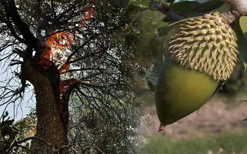 کمپین "نذر درخت بلوط" در کرمانشاه راه‌اندازی شد