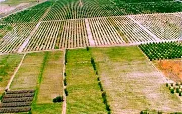 مدیر امور اراضی جهاد کشاورزی سمنان:
نیمی از اراضی کشاورزی استان سمنان حدنگاری شد