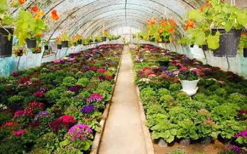 وسعت گلخانه های کشور به ۱۵ هزار هکتار رسیده است