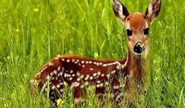 کشف چهار راس بره آهو در تربت‌حیدریه