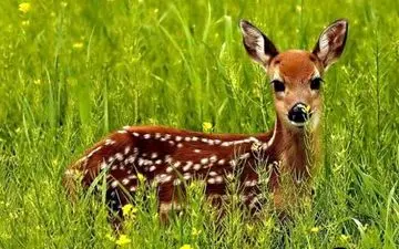 کشف چهار راس بره آهو در تربت‌حیدریه