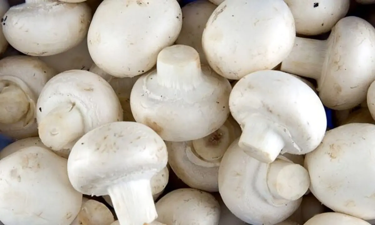 قارچ‌های سفید خوراکی، ابزاری قدرتمند در سرکوب سرطان پروستات