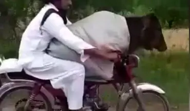 قاچاق گاو از هند به پاکستان با موتورسیکلت! + فیلم
