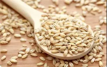 آشنایی با خواص دارویی جو در طب سنتی