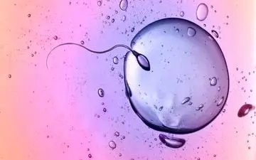  تجارت میلیونی «تخمک زنان» در بازار سیاه ایران