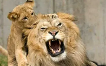  تصاویر دیدنی از برخورد شیر با بچه هایش