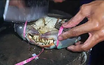 پخت خرچنگ در برگ موز در جاکارتا؛ غذای خیابانی اندونزیایی خاص + ویدئو