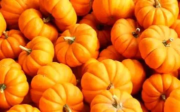 بزرگترین کدو تنبل دنیا + ویدئو باورنکردنی