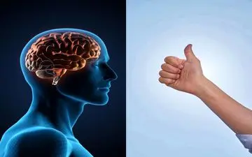 ارتباط شگفت‌انگیز طول انگشت شست با اندازه مغز