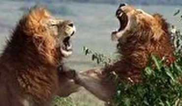 جنگ خونین ۲ شیر نر خشمگین با یکدیگر 