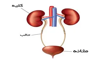 راز احساس ادرار پس از دفع مدفوع؛ ارتباط عجیب روده و مثانه!
