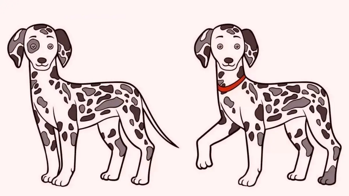 5 تفاوت دو سگ را در 14 ثانیه پیدا کن / بینایی خودت رو محک بزن!