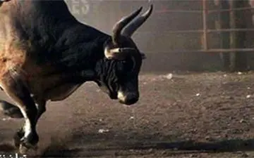 گاو وحشی به حیوان آزاریِ گاوباز پاسخ محکمی داد