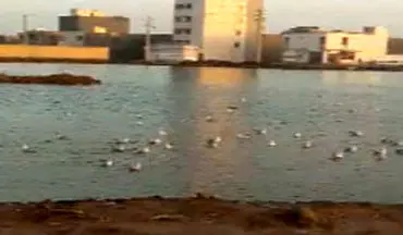 پرواز مرغان دریایی بر فراز دریاچه در منطقه کیانشهر + فیلم 