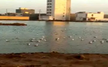 پرواز مرغان دریایی بر فراز دریاچه در منطقه کیانشهر + فیلم 