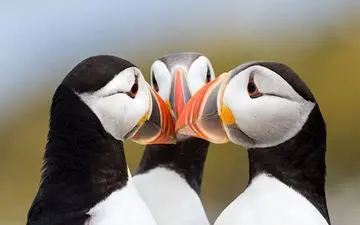  عکس منتخب نشنال جئوگرافیک | نگاه در نگاه