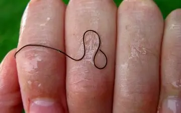 کرم‌های یال اسبی؛ اندازه نخ که قربانی را زنده زنده می‌خورد