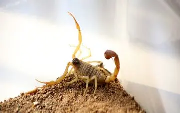 با گزش مار و عقرب چه کنیم؟