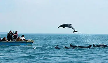 شنای زیبای دلفین‌ها در خلیج گواتر + فیلم 