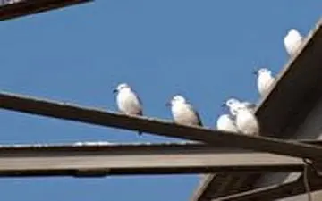 میزبانی کارون از پرنده‌های سفید.