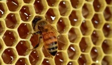 کودک زنبور گزیده از مرگ نجات یافت