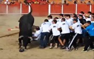 زورآزمایی ده‌ها مرد با یک گاو وحشی!