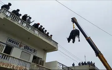 جرثقیل تنها راه نجات گاو چموش