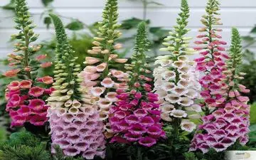 این گیاه سلامت قلب را به شما تضمین می دهد 