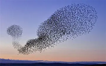 فیلم رقص زیبای پرندگان به صورت گروهی