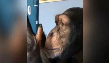میمونی که یک کاربر حرفه‌ای اینستاگرام است! +فیلم 