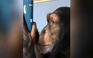 میمونی که یک کاربر حرفه‌ای اینستاگرام است! +فیلم 