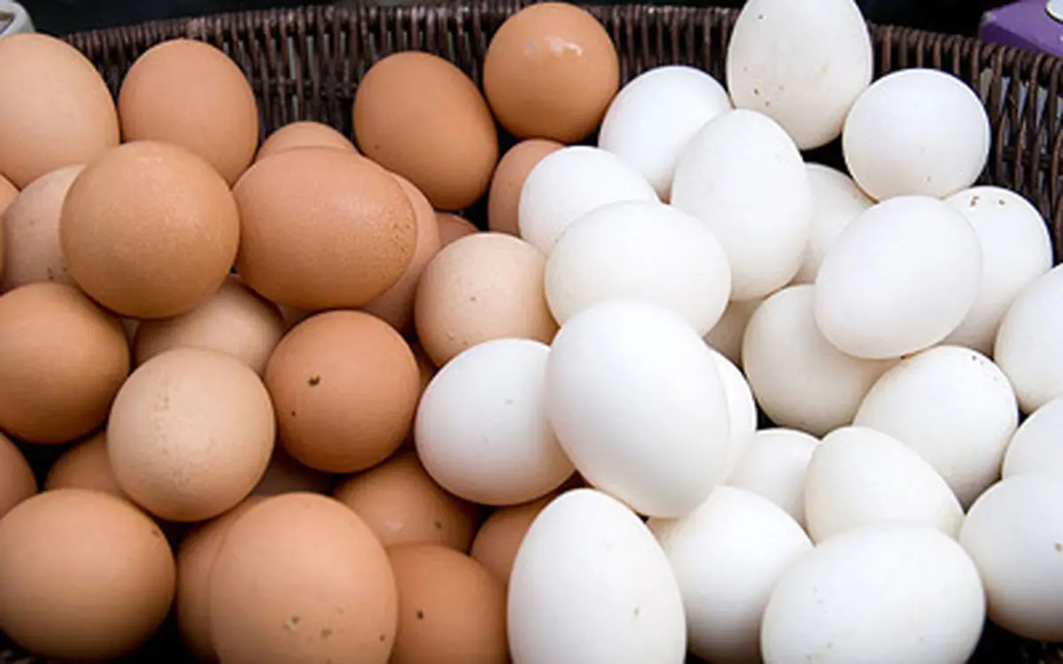 عرضه تخم مرغ ۶۰۰ تومانی صحت ندارد/ آنفولانزا در واحدهای صنعتی مهار شد