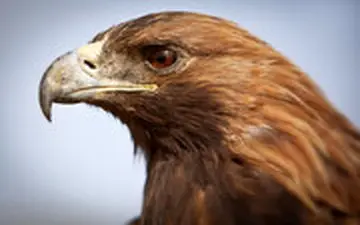 اسلوموشن حیرت انگیز از لحظه پلک زدن عقاب