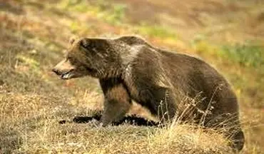 حمله خرس مرد ۶۵ ساله پیرانشهری را روانه بیمارستان کرد