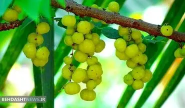 همه چیز در مورد انگور فرنگی هندی 