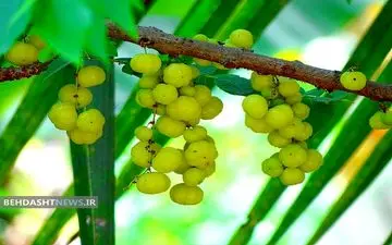 همه چیز در مورد انگور فرنگی هندی 