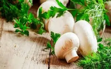  خواص درمانی قارچ‌