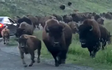 حمله بوفالوها به ماشین گردشگران