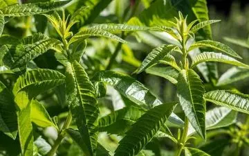 دمنوشی عالی برای بهبود عملکرد مفصل‌ها

