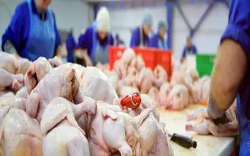 جدیدترین قیمت مرغ در بازار | جوجه کباب ران مرغ زعفرانی کیلویی چند؟