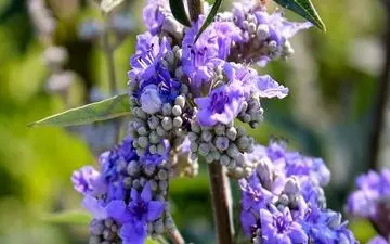 گیاهی که باید در مصرف آن احتیاط شود