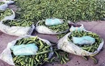 کشف 36 کیلوگرم تریاک در بار خیار  