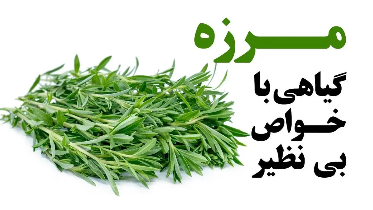 خواص گیاه مرزه | چه خواصی در گیاه مرزه برای سلامتی وجود دارد؟