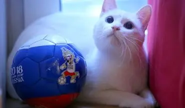  گربه پیشگوی روس ایران را برنده بازی با مراکش اعلام کرد 