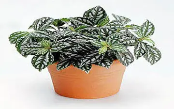 
چگونه به گلها آب بدهیم؟ | نکات لازم برای نگهداری گلها