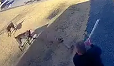 ویدیو/حمله سگ‌های وحشی به یک شهروند آمریکایی
