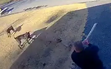 ویدیو/حمله سگ‌های وحشی به یک شهروند آمریکایی