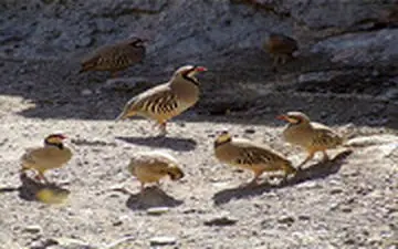 دستگیری متخلفان فروش کبک در سایت دیوار