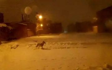 حضور گرگ‌‌ها در سقز؛ مردم مراقب باشند