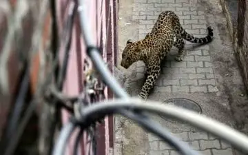 ویدئو وحشتناک| لحظه ورود پلنگ به یک خانه! 